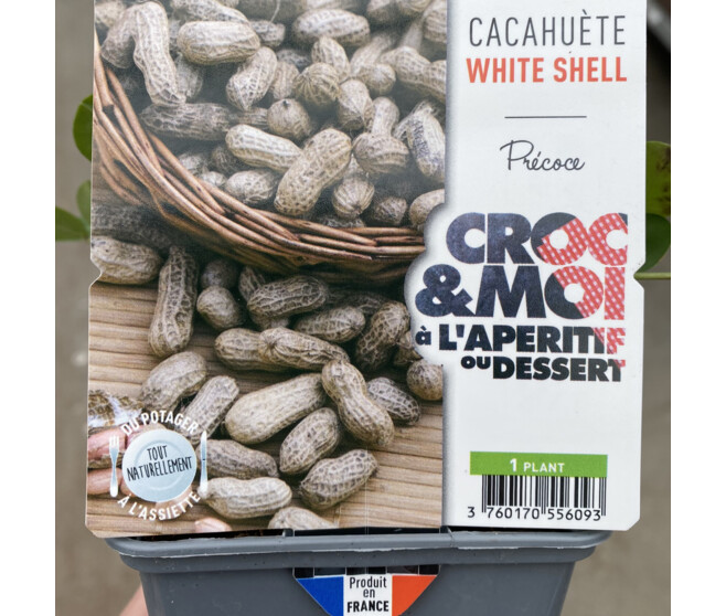 ARACHIS CACAHUETE WHITE SHELL