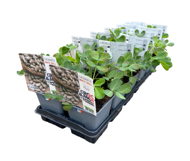 ARACHIS CACAHUETE WHITE SHELL