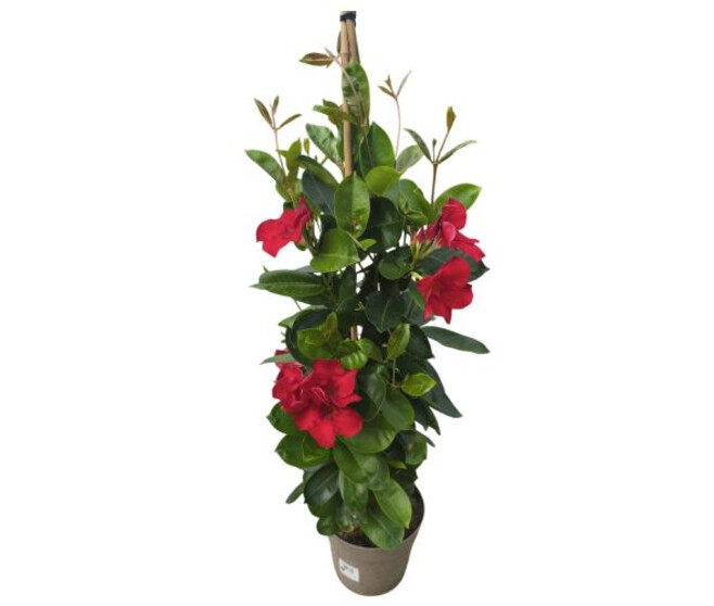 DIPLADENIA COLLECTION PYRAM P COLORE