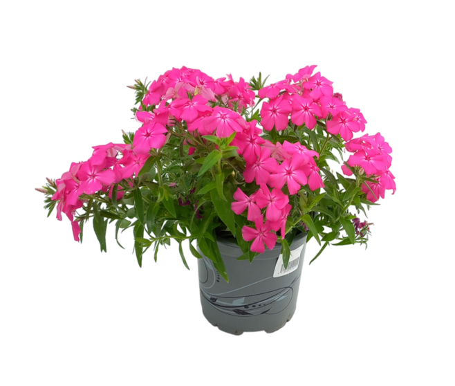 PHLOX