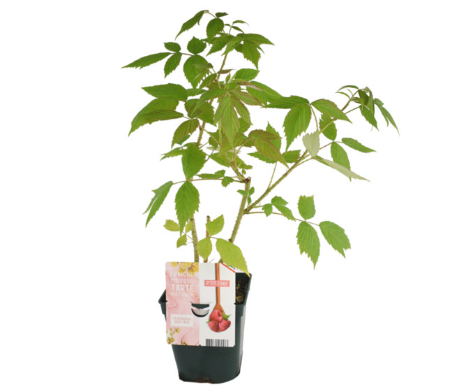 FRAMBOISIER REMONTANT HERITAGE