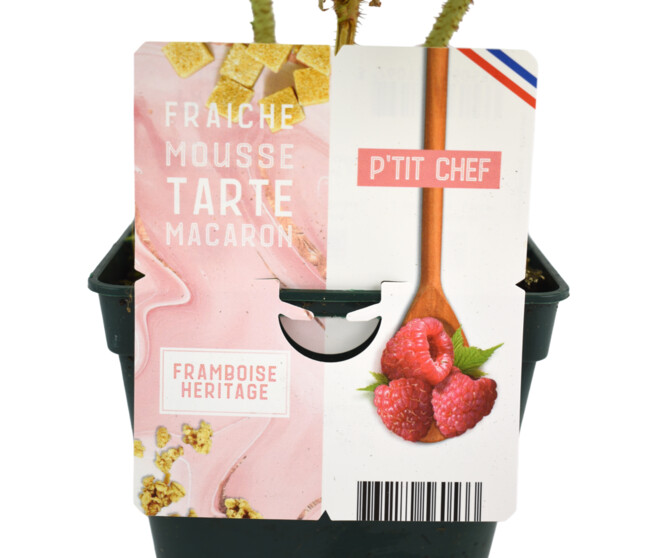 FRAMBOISIER REMONTANT HERITAGE