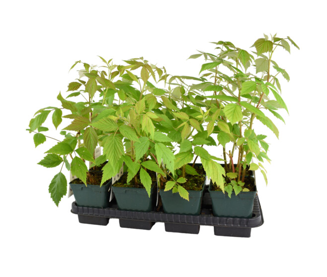 FRAMBOISIER REMONTANT HERITAGE