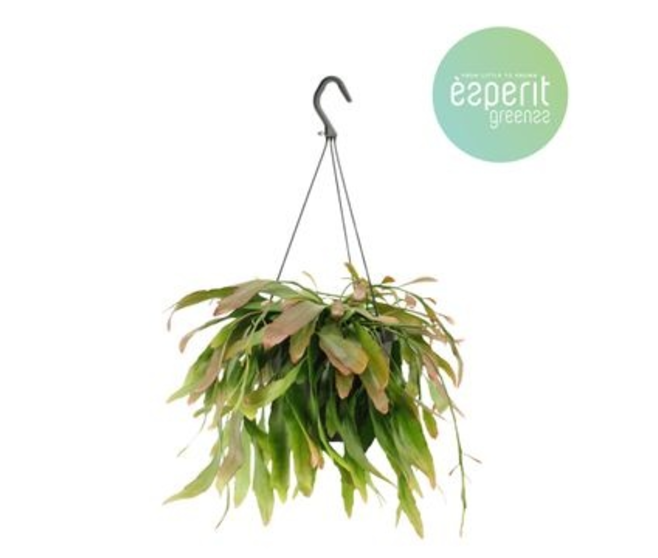 RHIPSALIS RAMULOSA