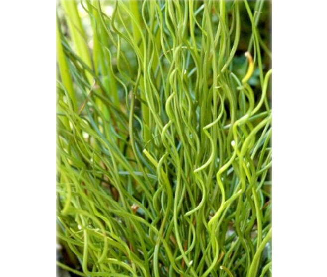 JUNCUS