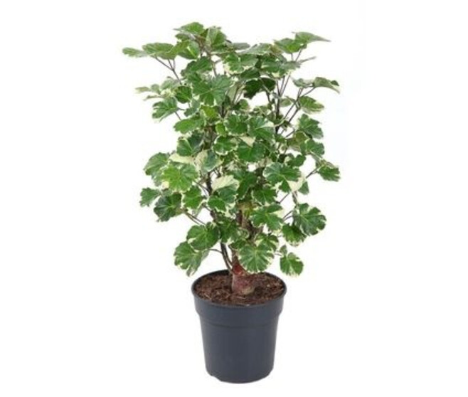 ARALIA POLYSCIA RAMIFIE