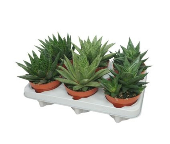 ALOE VARIES