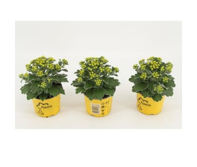 AJANIA PACIFIC JAUNE