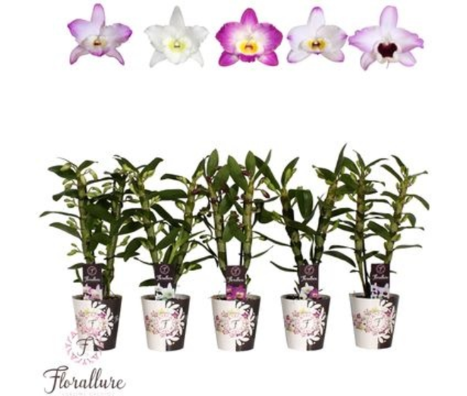 DENDROBIUM 2BR NOBILE VARIES