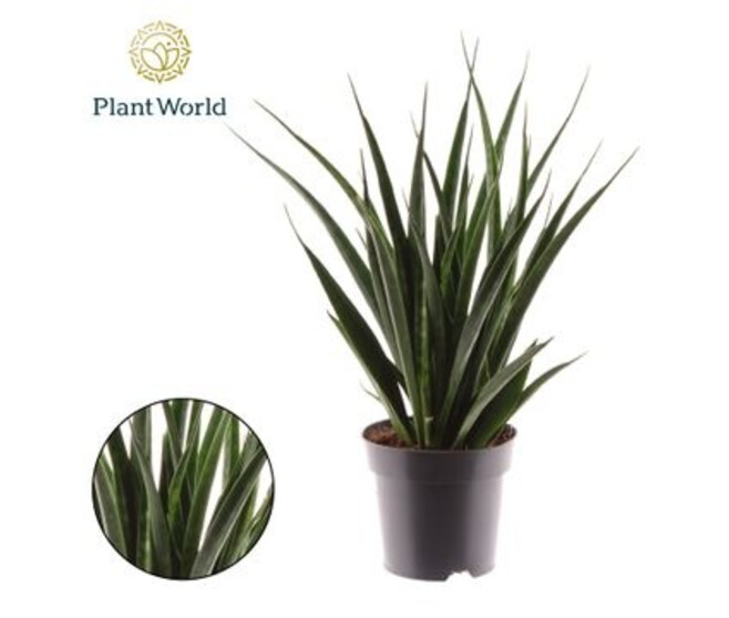 SANSEVIERIA KIRKII