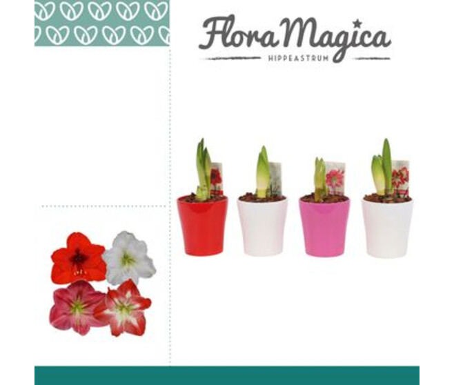 AMARYLLIS 2TIGES CERAM