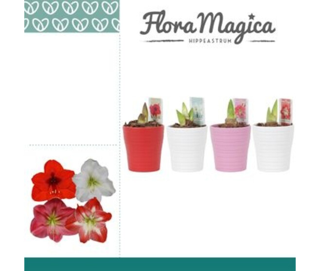 AMARYLLIS 2TIGES CERAM