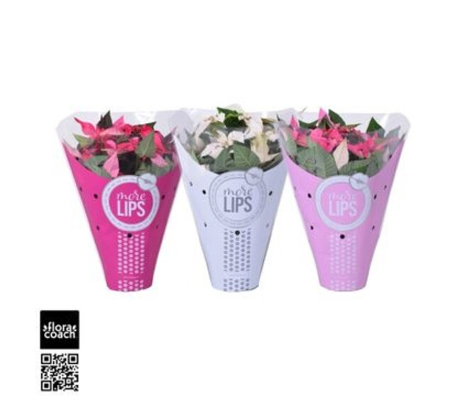 PRINCETTIA VARIE P COLORE