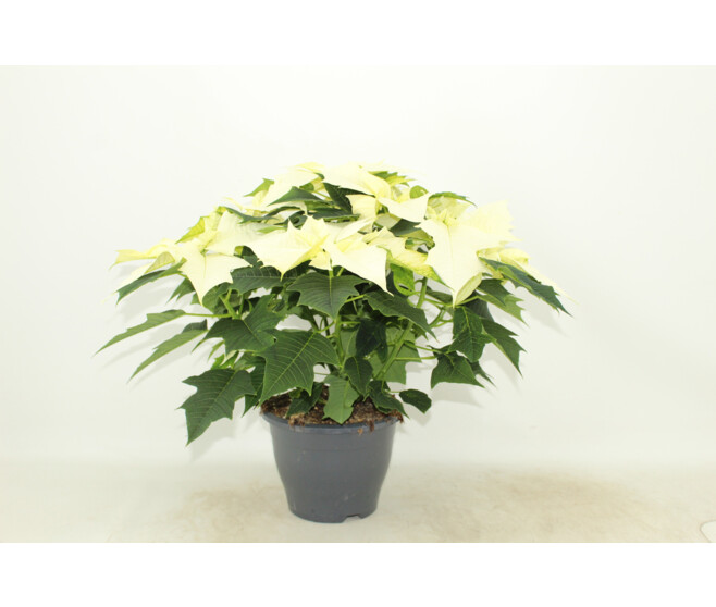 POINSETTIA BLANC