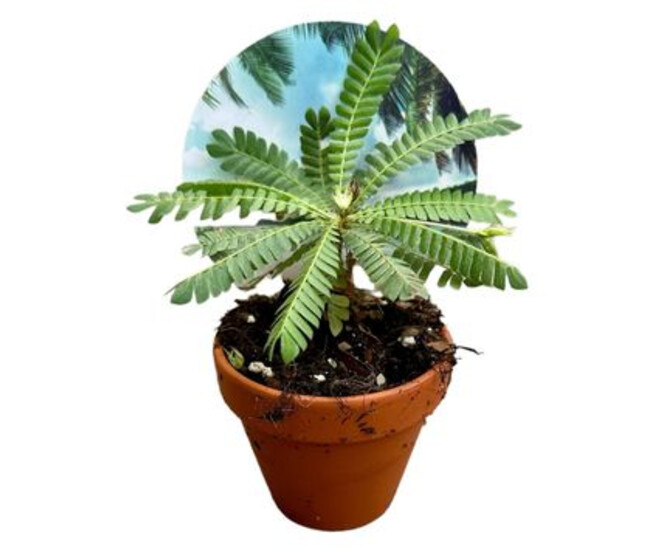 BIOPHYTUM SENSITIVUM
