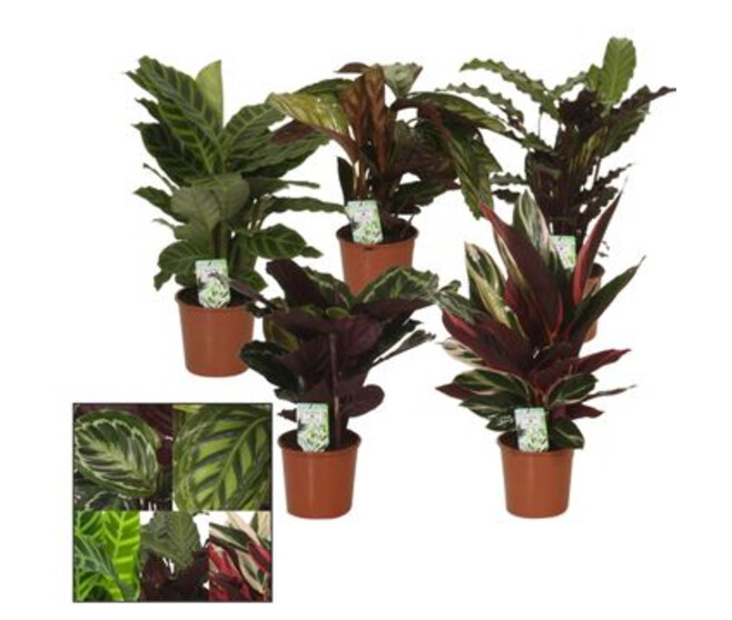 CALATHEA VARIES