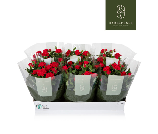 ROSIER KORDANA ROUGE COUPE