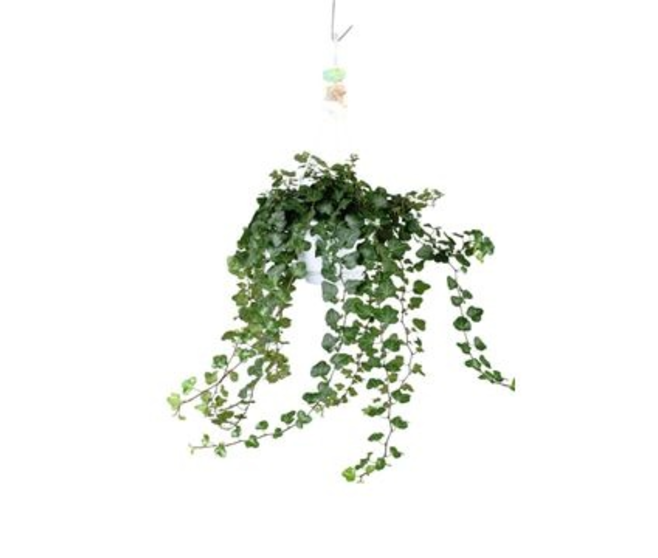 HEDERA VERT SUSP