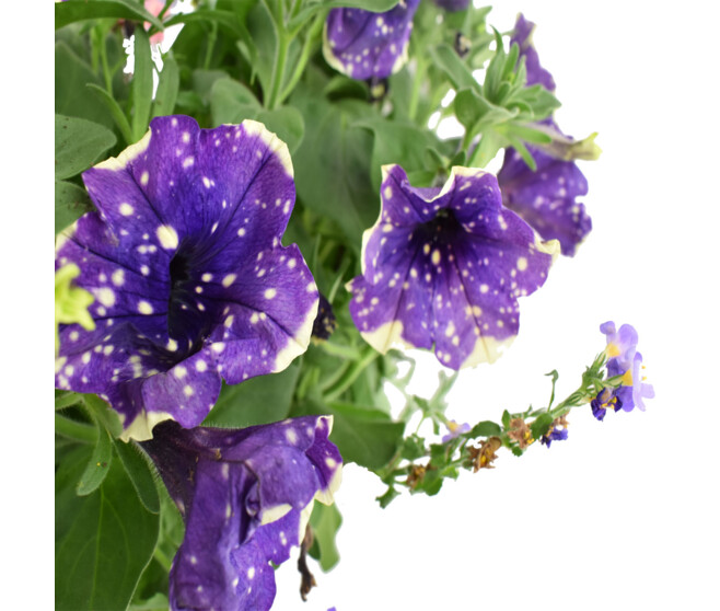 PLANTES MASSIF MELANGE SUSP P COLORE