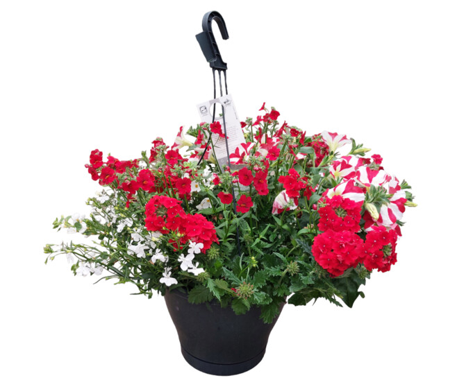 PLANTES MASSIF MELANGE SUSP P COLORE