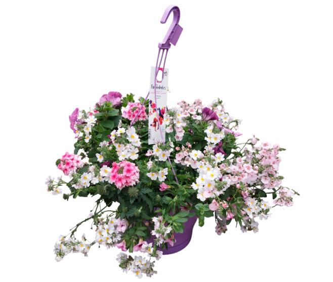 PLANTES MASSIF MELANGE SUSP P COLORE