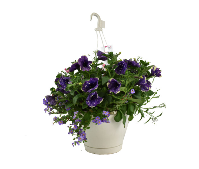 PLANTES MASSIF MELANGE SUSP P COLORE