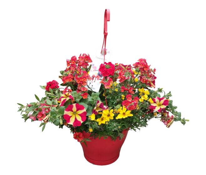 PLANTES MASSIF MELANGE SUSP P COLORE