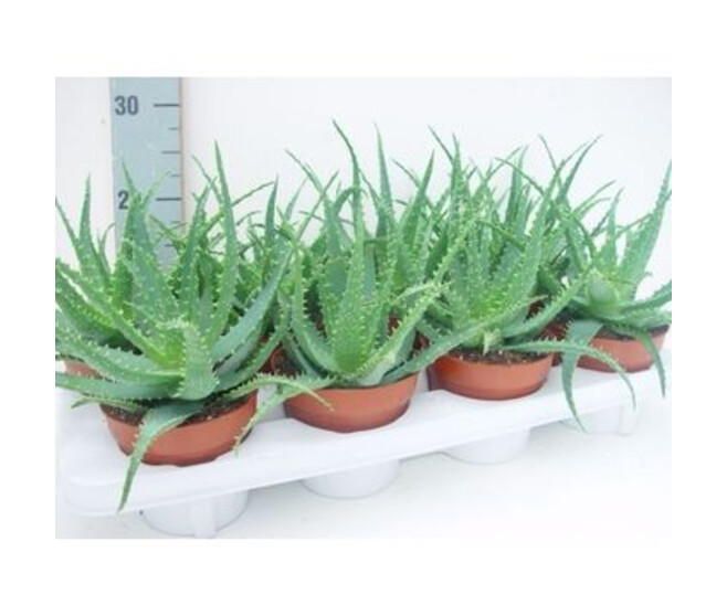 ALOE ARBORESCENS