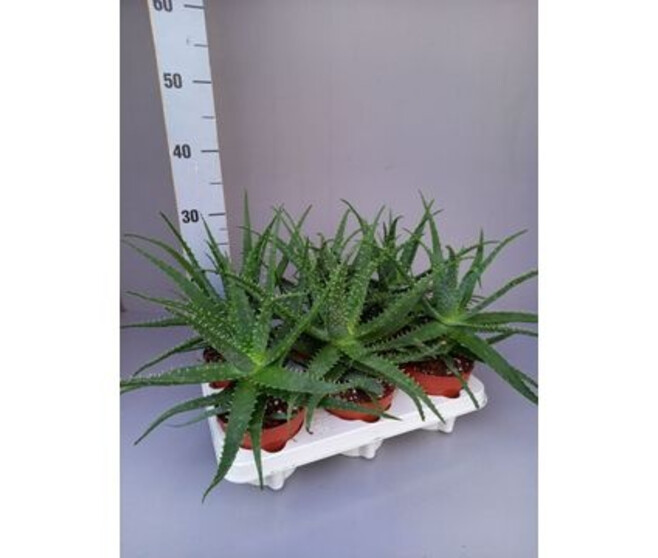 ALOE ARBORESCENS