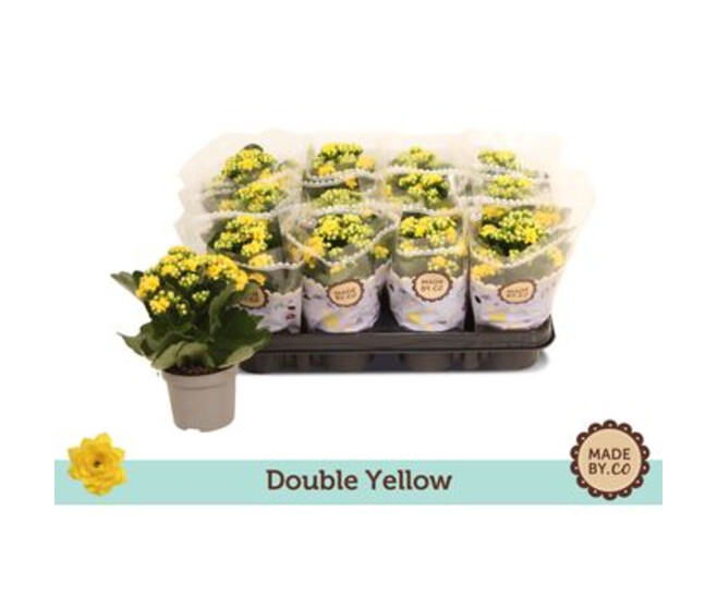 KALANCHOE FL DBLE JAUNE