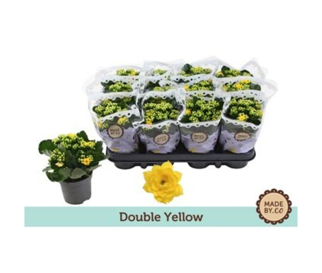 KALANCHOE FL DBLE JAUNE