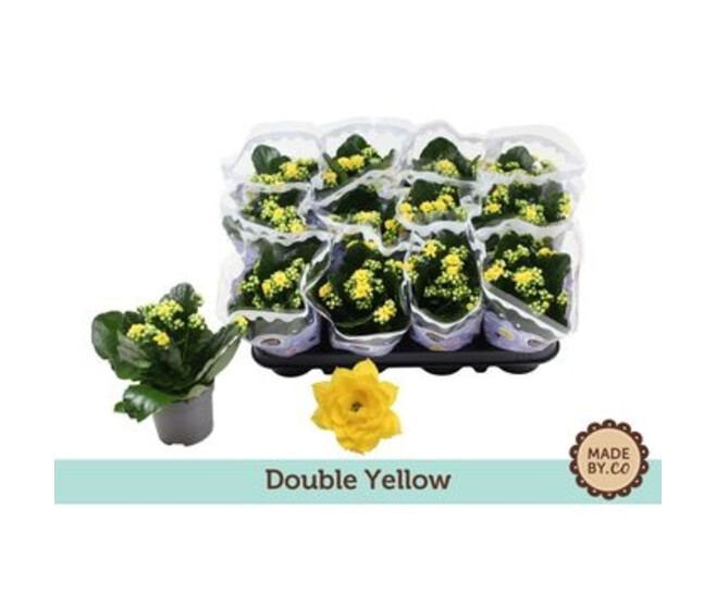 KALANCHOE FL DBLE JAUNE