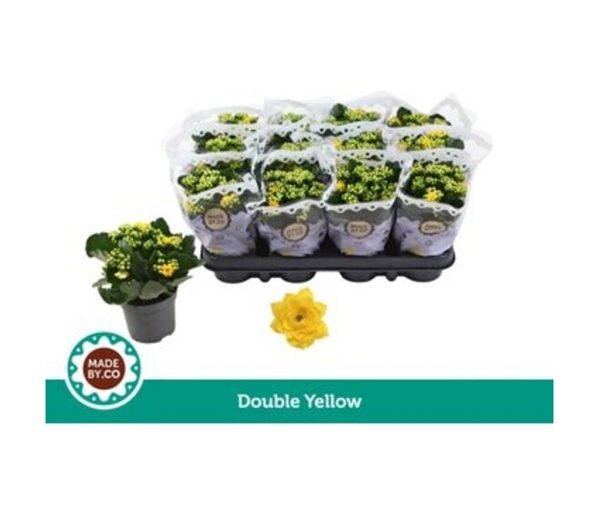 KALANCHOE FL DBLE JAUNE