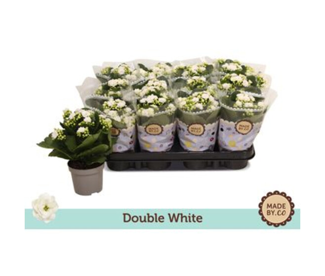 KALANCHOE FL DBLE BLANC