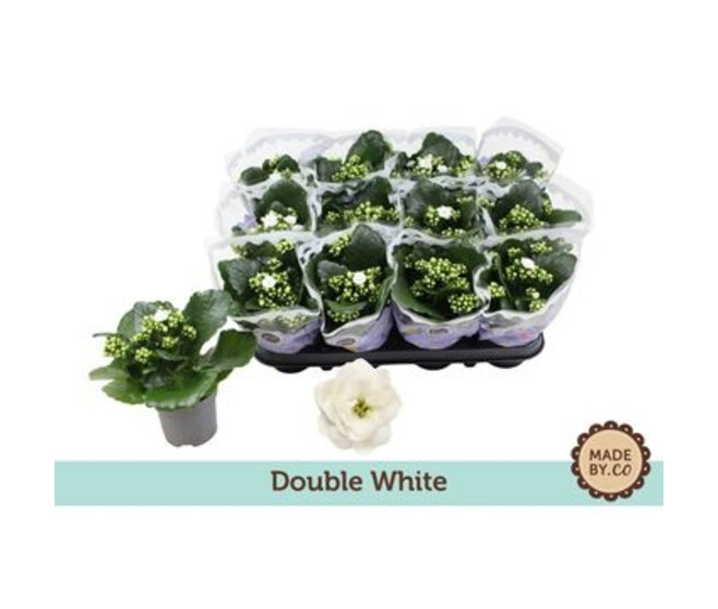 KALANCHOE FL DBLE BLANC