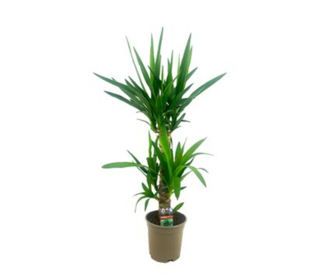 YUCCA 45-20