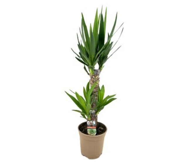 YUCCA 45-20