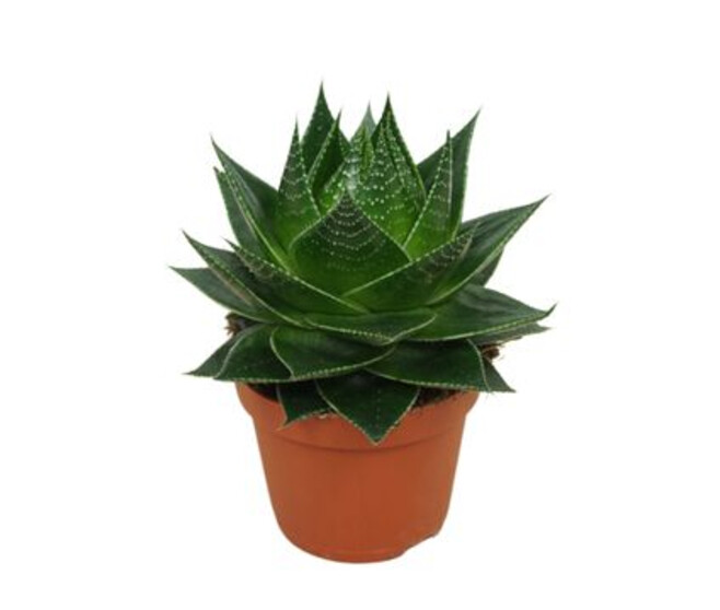 ALOE COSMO