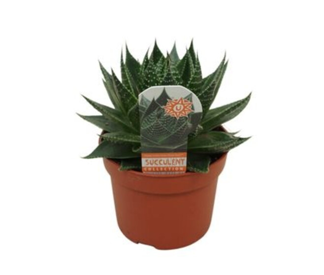 ALOE COSMO