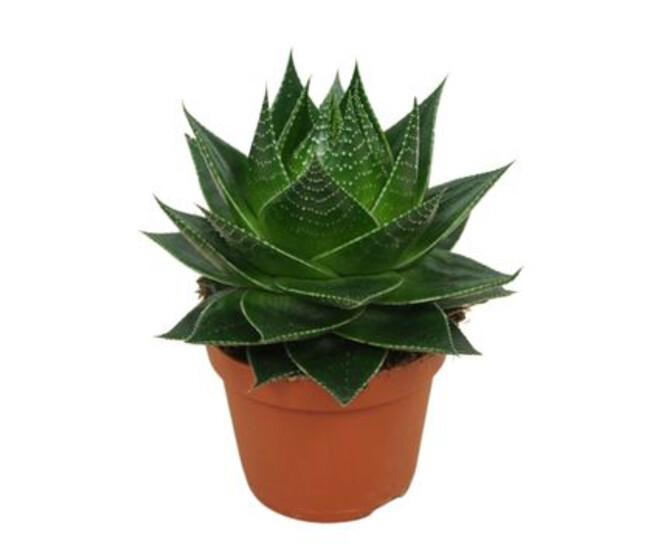 ALOE COSMO