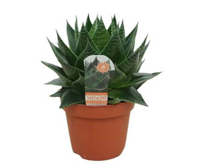 ALOE COSMO