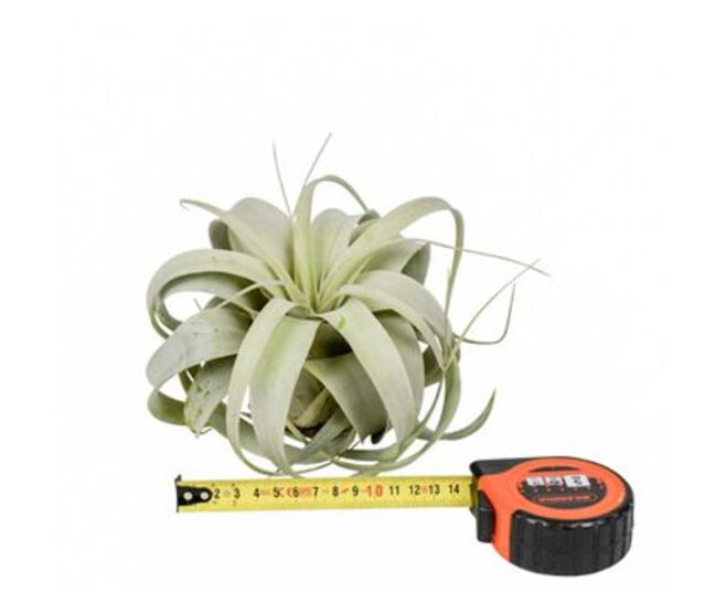 TILLANDSIA XEROGRAPHICA