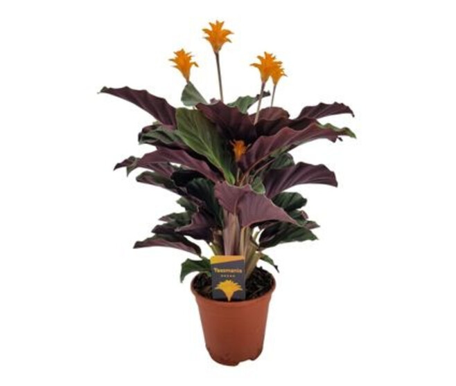 CALATHEA CROCATA 5/6FL