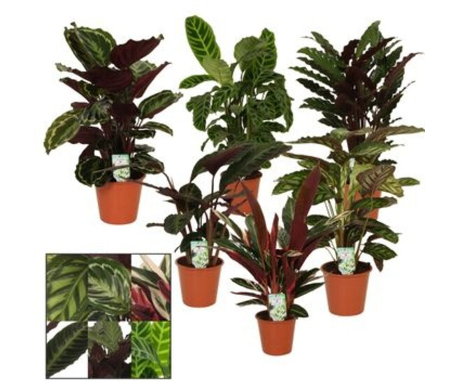 CALATHEA VARIES