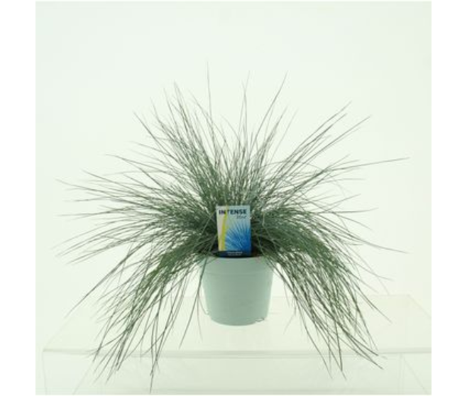 FESTUCA GLAUCA BLEUE