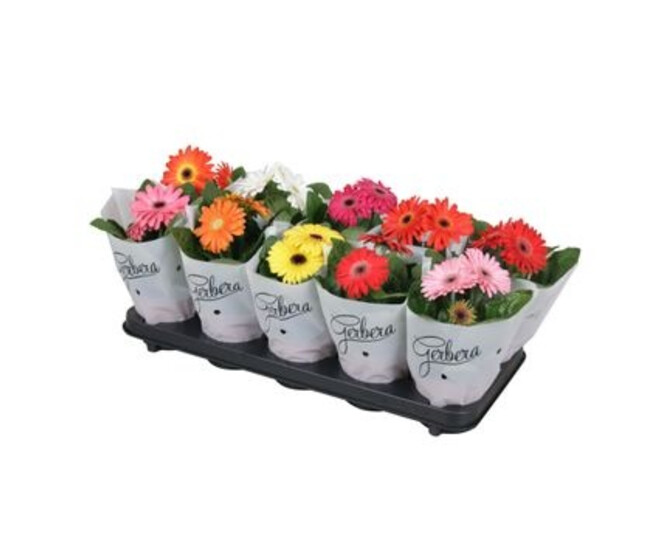 GERBERA VARIES