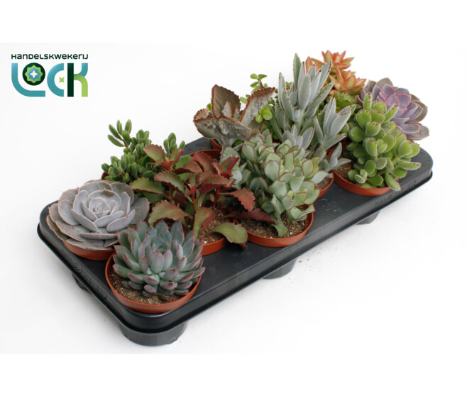 SUCCULENTE VARIEE