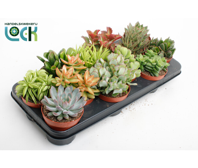 SUCCULENTE VARIEE