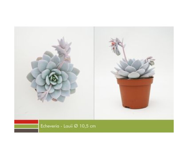 ECHEVERIA VARIES