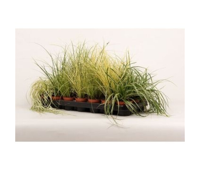 CAREX VARIES